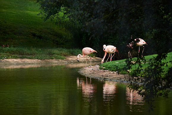 Flamingoes, Longleat