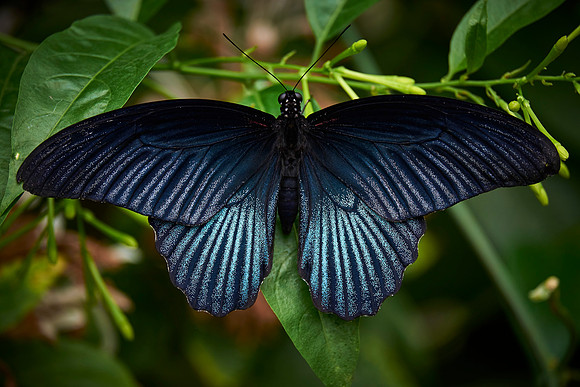 Brilliant blue butterfly, Longleat