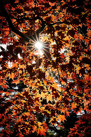 Autumn canopy, Clyne gardens