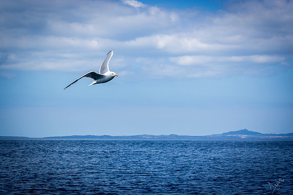 Seagull in flight