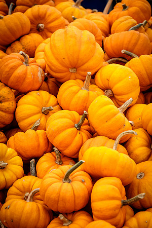 Mini pumpkins, Montreal
