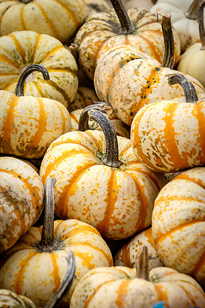 White pumpkins, Montreal