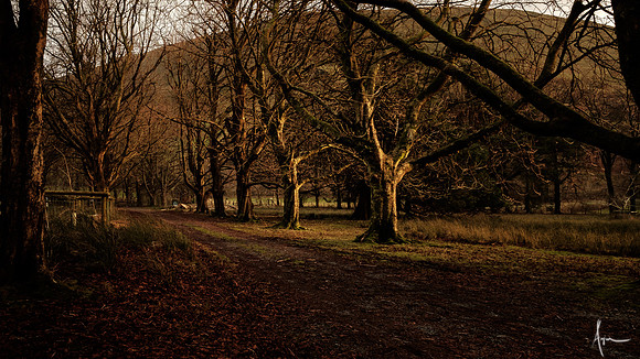 'Russet lane', start of Minffordd path to Cadair Idris
