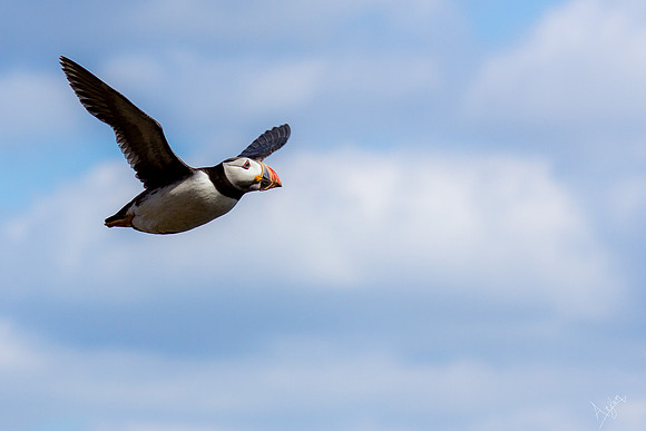 Puffin in flight