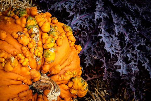Warty pumpkin, Montreal