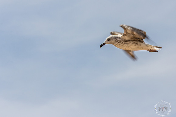 Seagull, Swansea bay