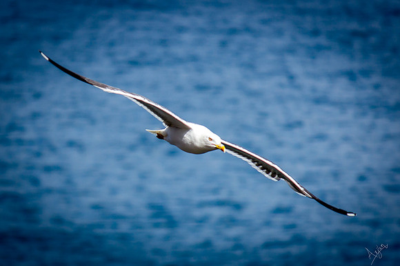 Hunter of the sea