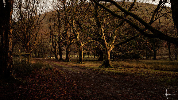 'Russet lane', start of Minffordd path to Cadair Idris