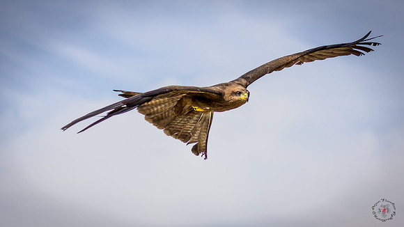 Falcon, Hunters of the sky, Longleat safari