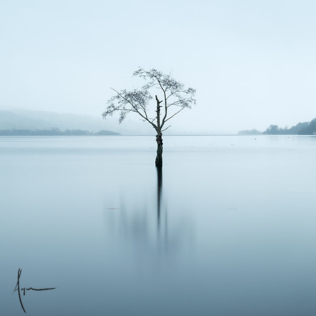 'Solitree', Bala lake in flood