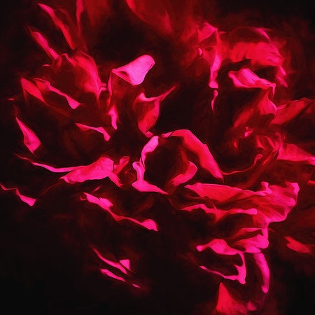 Smoldering rose