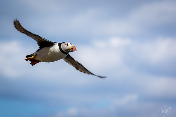Skomer Island_76