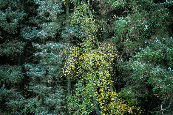 Beech filling, Valley of desolation