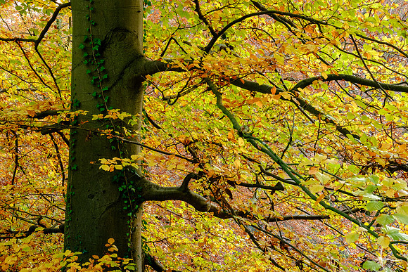 Beech details II, Lower Wharfedale