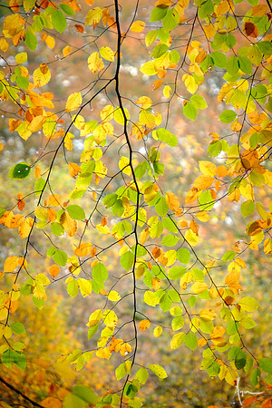 Beech jewels, Strid wood