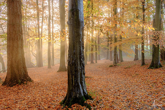 Hazy morn, Strid wood