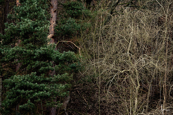 Perm and Fern, Valley of Desolation