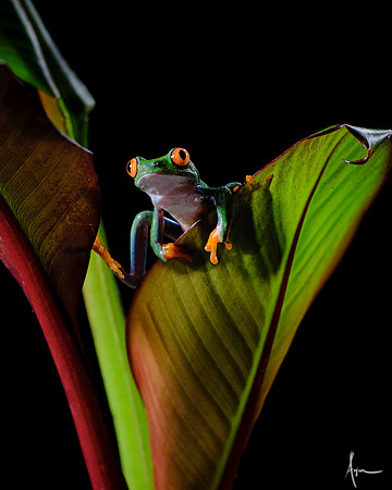 Red eyed tree frog II