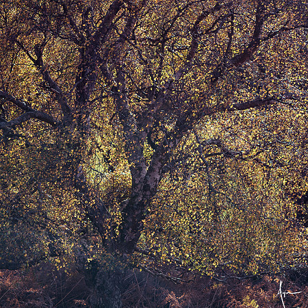 Arran squared, study III