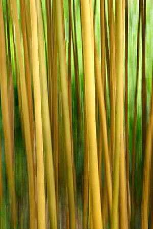 Bamboo abstract II