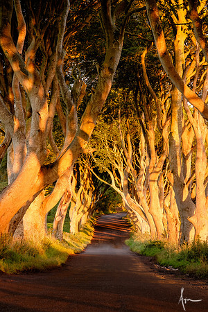 The Dark Hedges, County Antrim