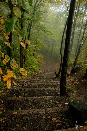 Misty path,  Parc du Mont-royal
