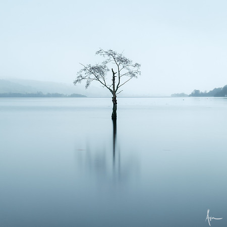 'Solitree', Bala lake in flood