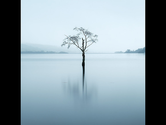 Solitree