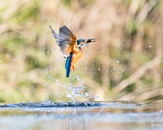 Kingfisher_Spring 2019_1