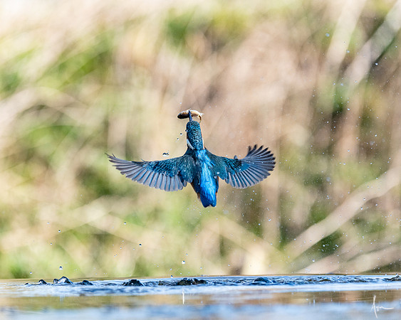 Kingfisher_Spring 2019_2