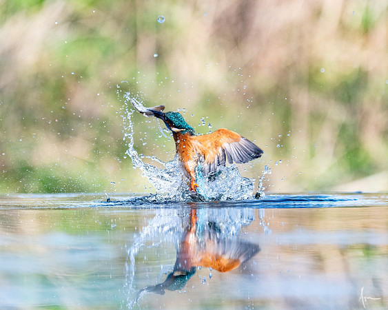 Kingfisher_Spring 2019_3