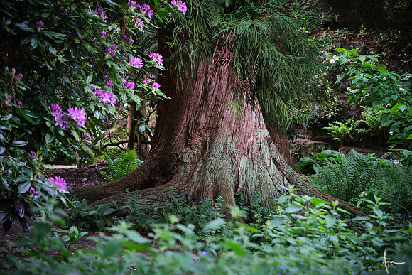 Enchanted, Belsay wander, Summer 2019