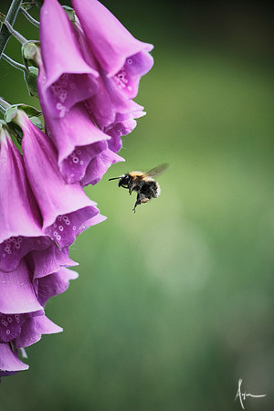 Bumblebee and Foxgloves, Chatsworth gardens