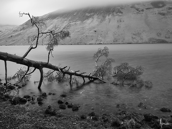 Fallen tree, Wasdale