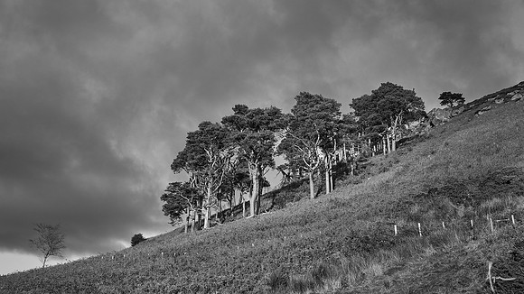 Hillside copse, Old Bewick
