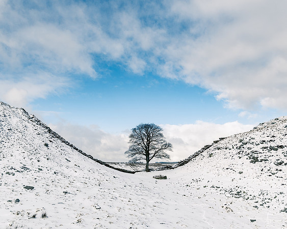 Sycamore gap, winter