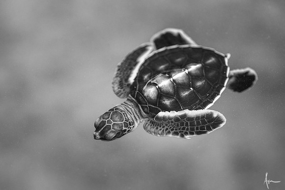 Baby turtle, Sri Lanka