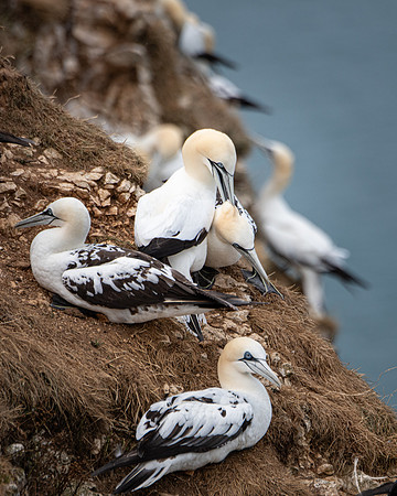 Gannet head massage, Bemtpon cliffs RSPB