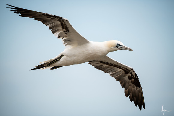Gannet in flight, Bempton cliffs