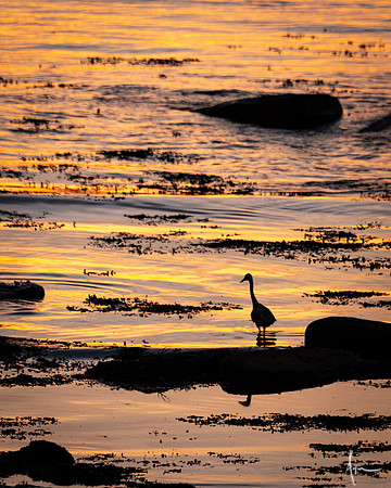 On golden waters, St Mary's nature reserve