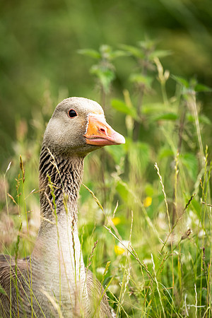 Greylag goose, Washington wetland centre