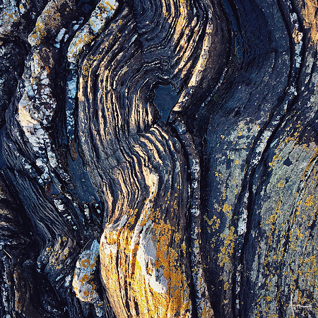 Fossil wood