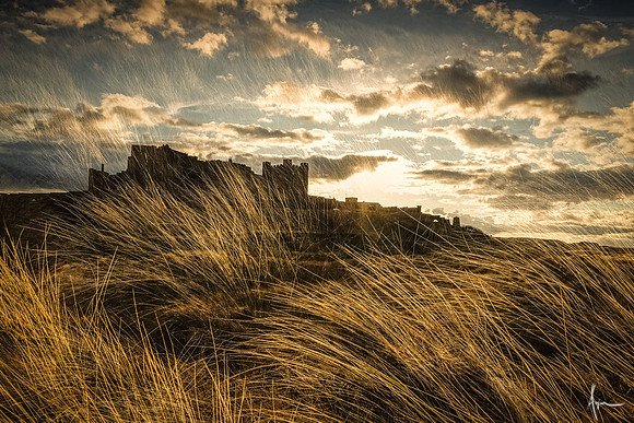 Grasses of Bamburgh