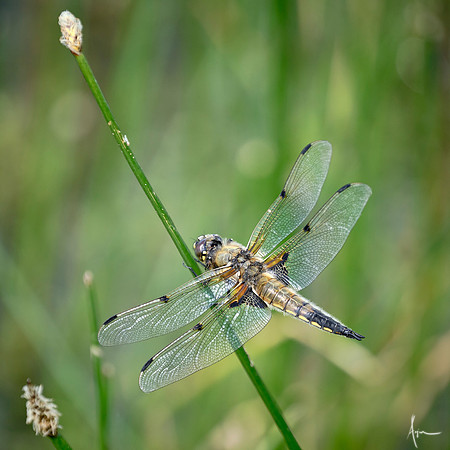 Basking dragonfly, Dinnington