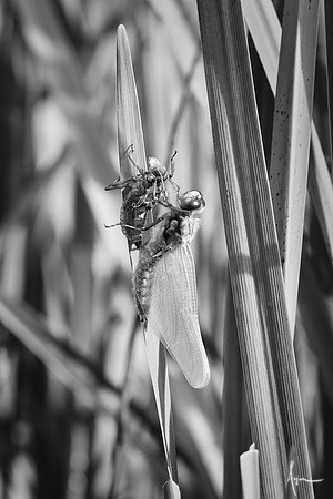 Emerging dragonfly, Dinnington