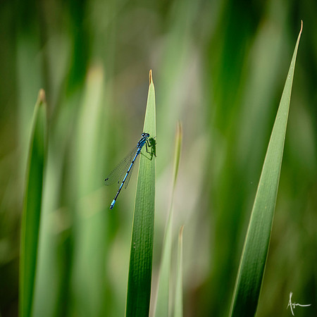 Blue damsel, Dinnington