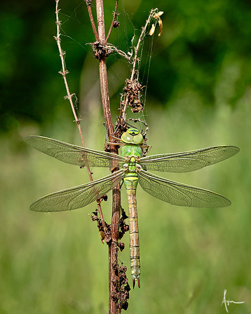 Emerged Dragon fly, Dinnington