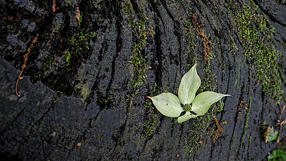The fallen, Clyne Gardens, Swansea