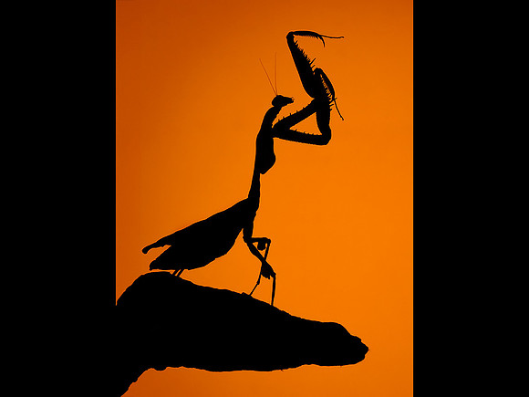 Dead leaf praying mantis