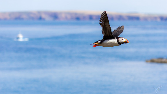Puffin in flight, Skomer Island